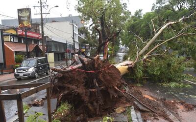 Importantes y añejos árboles se perdieron tras el temporal en calles, veredas y paseos centrales de la Capital.