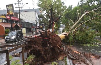 Importantes y añejos árboles se perdieron tras el temporal en calles, veredas y paseos centrales de la Capital.