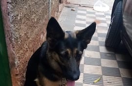 Pastor alemán encontrado