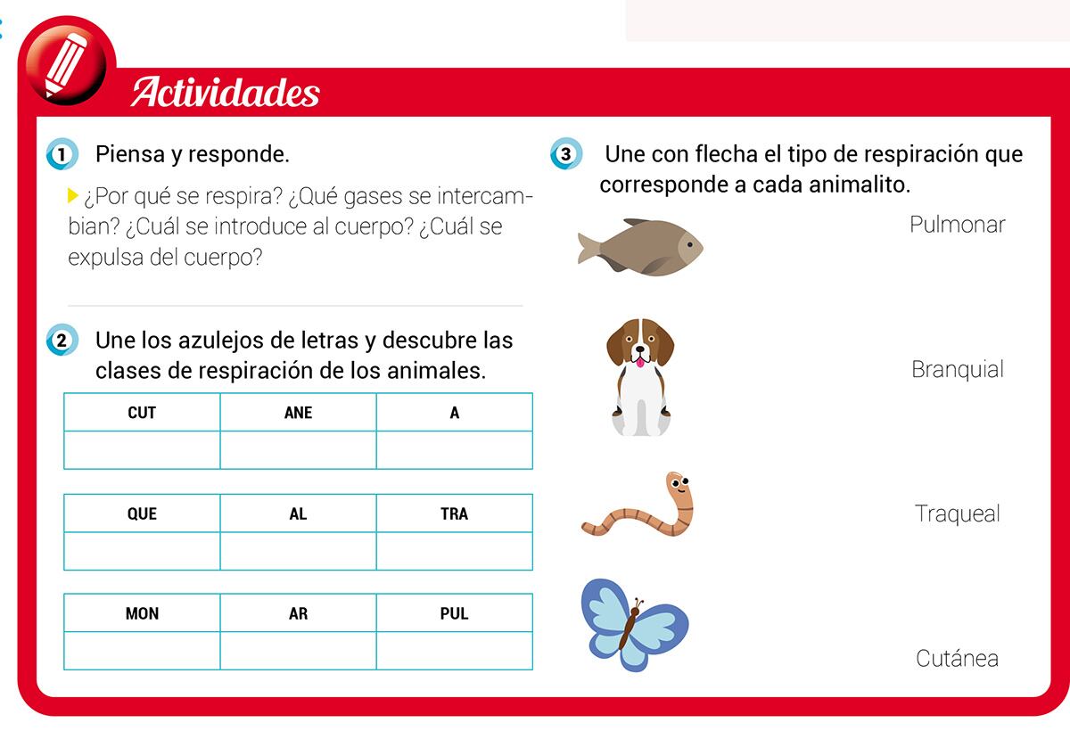 Clasificación de los animales, según su forma de respiración - Escolar -  ABC Color