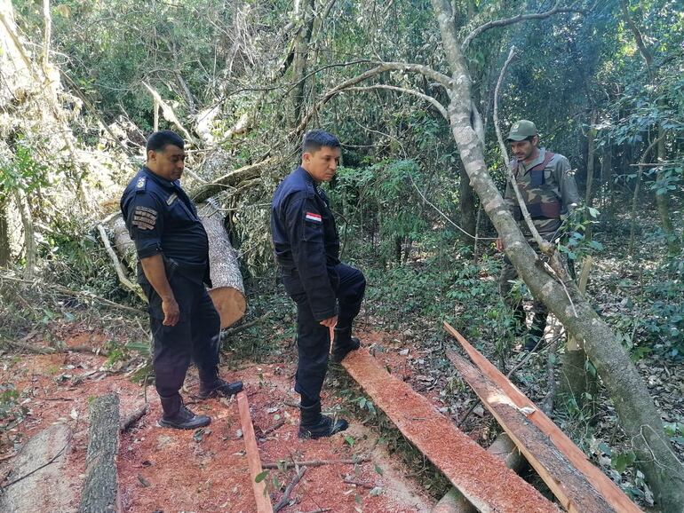 Agentes de la comisaría de Taruma-i, distrito de Alto Verá, constatan el lugar de rapiña del bosque nativo.