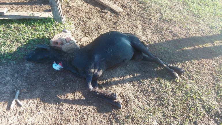 Se faenaron además varios animales del retiro.