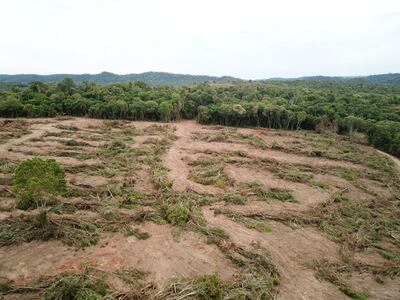 Una parte del terreno que ya fue deforestado. Los árboles fueron colocados uno encima de otro para luego ser quemados.