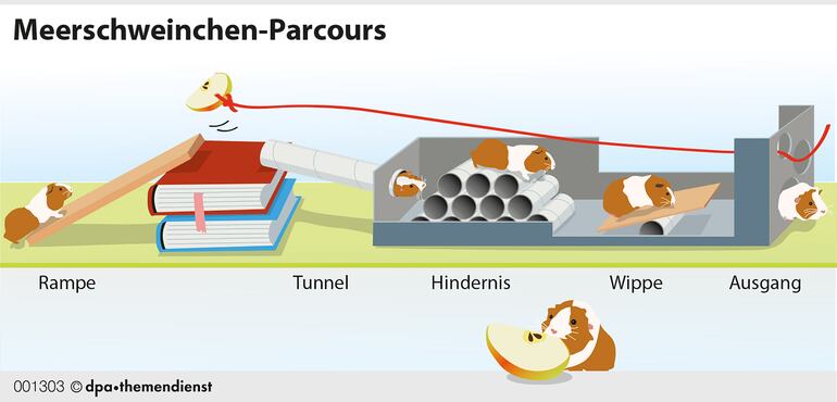 Un trozo de manzana como premio, rollos de cartón y obstáculos varios mantienen al cobayo activo.