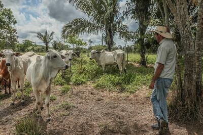 Recuperar suelos degradados y reducir la presión sobre los bosques es el objetivo de los productores de la selvática región de Madre de Dios, cuna de la biodiversidad de Perú, donde han adoptado prácticas que convierten la región en un laboratorio de la ganadería regenerativa.