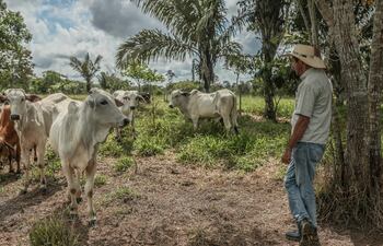 Recuperar suelos degradados y reducir la presión sobre los bosques es el objetivo de los productores de la selvática región de Madre de Dios, cuna de la biodiversidad de Perú, donde han adoptado prácticas que convierten la región en un laboratorio de la ganadería regenerativa.