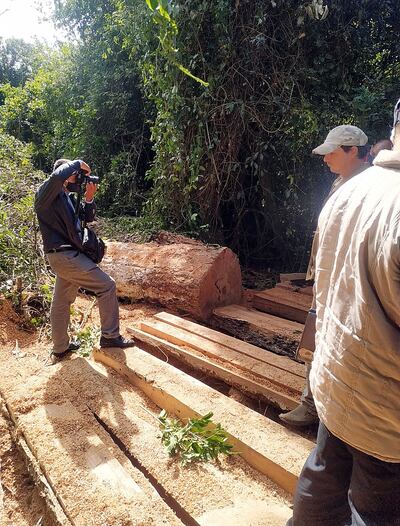 La tala del añoso árbol de urunde’y se registró el viernes último, según denunciaron los vecinos del asentamiento Guayaki.