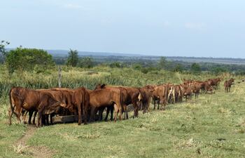 Vaquillar de primer servicio recibiendo minerales y manejadas en potreros diferenciados.