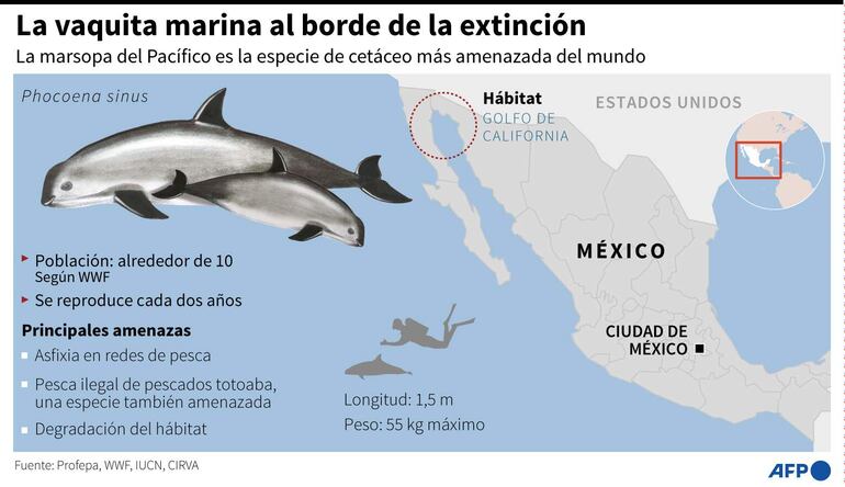 Gráfico sobre la marsopa del Pacífico, amenazada de extinción - AFP / AFP / ADRIAN LEUNG