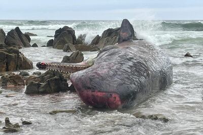 El cadáver de una ballena que murio varada en una playa en King Island, en la costa norte de Tasmania.