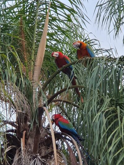 Asora Py impulsa varios proyectos para la reproducción en libertad de los guacamayos. Hasta ahora, unos 40 guacamayos sobrevuelan en el departamento Central.