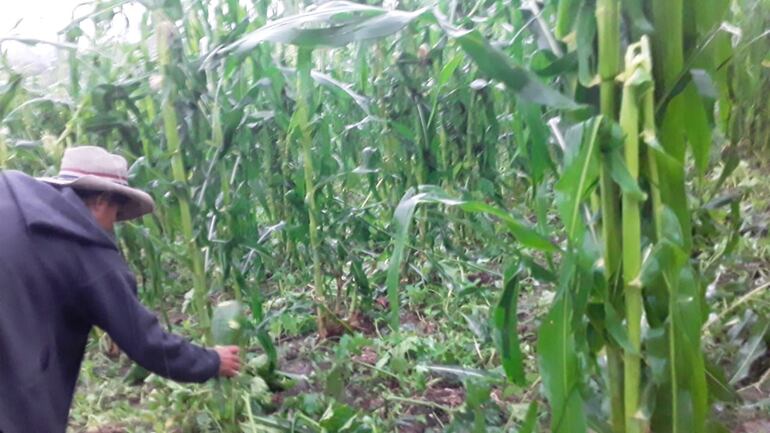 Granizadas causó destrozos en el departamento de Caaguazú.