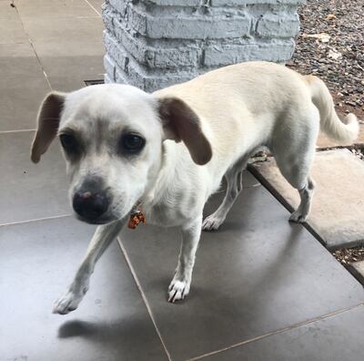 Esta hermosa cachorrita blanca fue encontrada en San Bernardino.