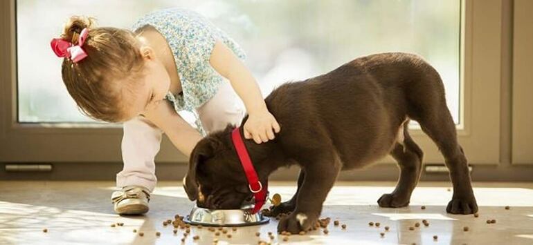 Hay que enseñarle a los niños y niñas que las mascotas necesitan agua fresca, su ración de comida diaria y limpieza de su lugar, tanto como lo es el adiestramiento y los juegos.