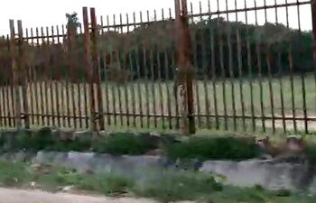 Roban cerco metálico del Jardín Botánico