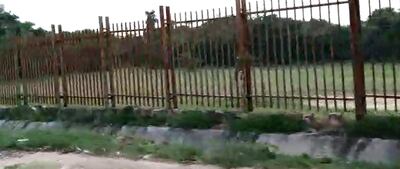 Roban cerco metálico del Jardín Botánico