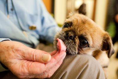 ¿Podré con un perro? Cuando uno incluye una mascota por primera vez en su vida siendo muy adulto, es natural tener dudas.