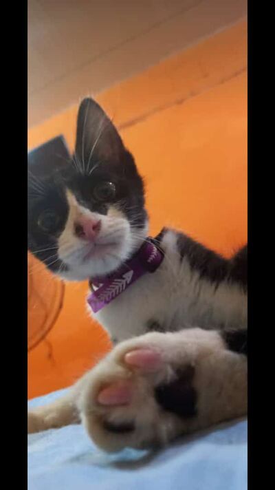 Mara, mascota perdida