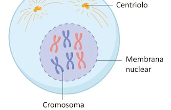 Fases de la mitosis