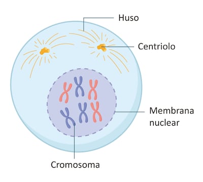 Fases de la mitosis