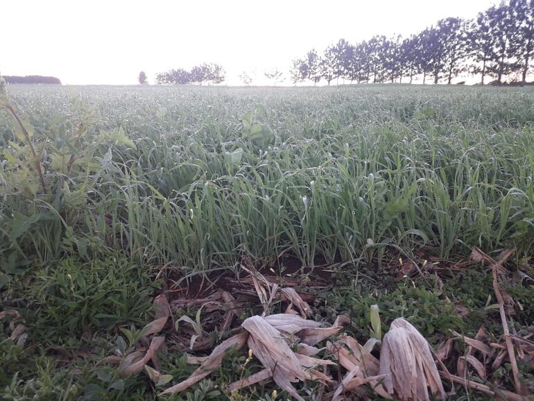 En Itapúa se tuvo dos días consecutivos de heladas.