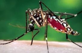 El mosquito es el causante del dengue.