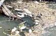 La posible contaminación del arroyo Caañabé fue denunciada en la fiscalía del Ambiente y el Mades.