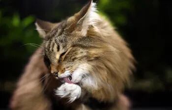 los-gatos-se-limpian-una-media-de-tres-horas-diarias-cuando-lo-hacen-mas-hay-un-problema--85812000000-1686616.jpeg