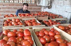 Lograr una mayor producción de tomate a nivel país es el desafío de productores y el Estado.
