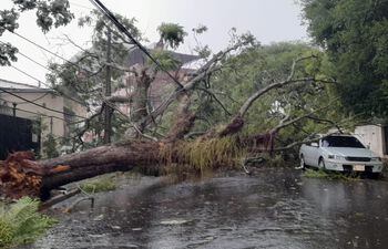 Los fuertes vientos del lúnes último causaron caída de árboles y daños al tendido eléctrico.