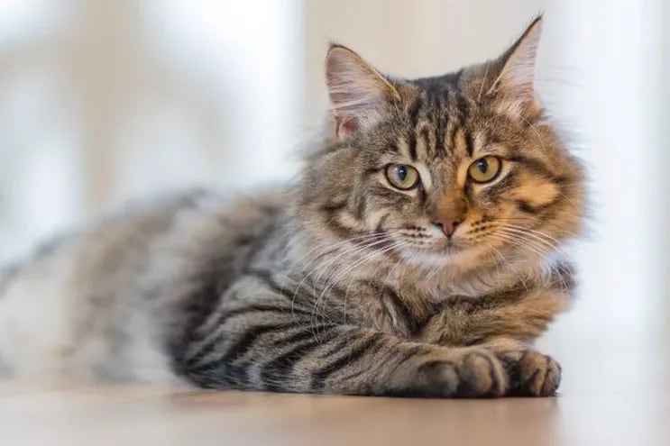 Los gatos pueden sufrir diabetes mellitus de tipo 1 y 2, pero la más común en gatos es la de tipo 2. Y los que tienen sobrepeso son muy propensos a padecer diabetes mellitus del tipo 2.