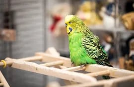 Las aves adultas pueden sufrir un desgaste en las articulaciones. En ese caso, hay que reacondicionar la jaula, por ejemplo, con escaleras de madera más gruesas.