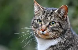 los-gatos-dejaran-de-ser-usados-por-el-departamento-de-agricultura-de-estados-unidos-para-experimentos-sobre-toxoplasmosis--15807000000-1822361.jpeg
