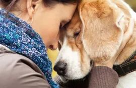 Los perros detectan cuando los miembros de la familia atraviesan problemas de salud, muertes, separaciones, etc.