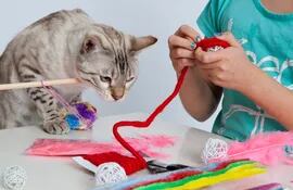 ARCHIVO - Es fácil hacer juguetes para gatos con elementos que se encuentran en la casa. Foto: Silvia Marks/dpa