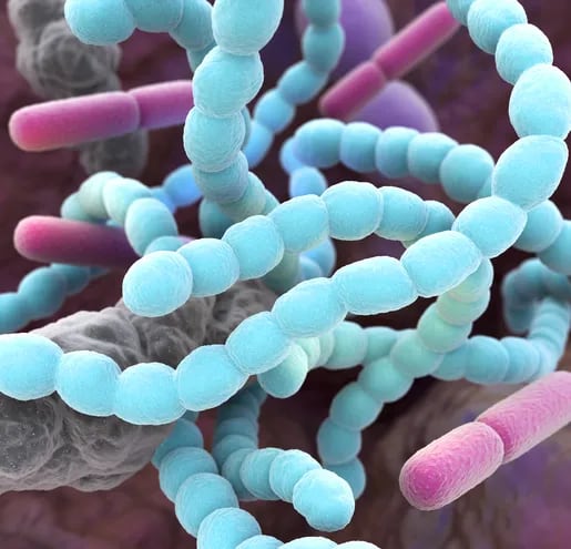 Imagen representativa de la microbiota  intestinal . Foto: IMEO.
