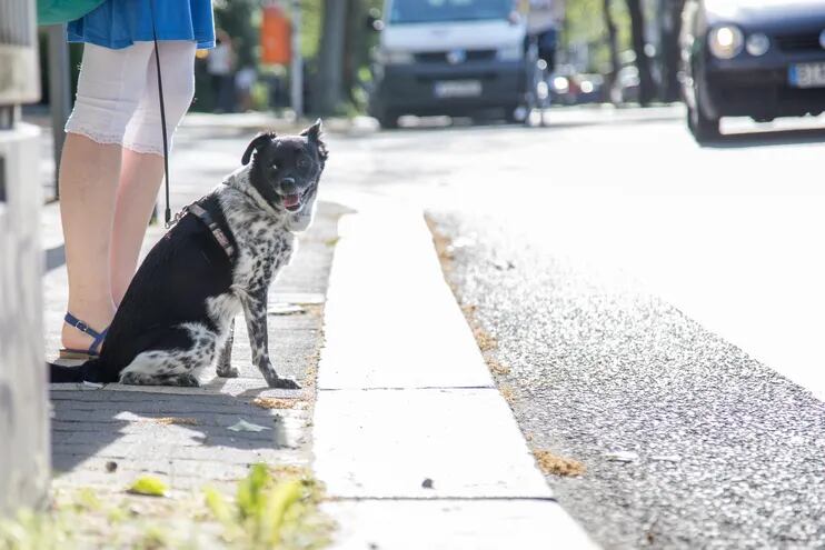 Las distracciones y las correas demasiado largas pueden convertirse en una combinación peligrosa a la hora de pasear al perro, especialmente en lugares concurridos.