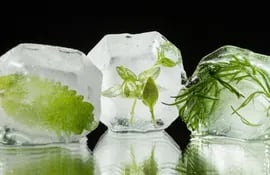 las-hierbas-se-pueden-congelar-con-unas-gotas-de-agua-en-forma-de-cubitos-de-hielo--102240000000-1684574.jpeg