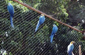 Guacamayos azules en peligro de extinción. AsoraPy aplica un exitoso plan de cría de esta especie