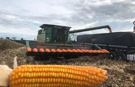 La cosecha del maíz zafriña está teniendo resultados favorables, con promedios de rendimiento de entre 5,5 y 6 toneladas por hectárea, acorde con los primeros reportes.