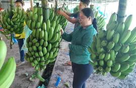 Trabajadores de una planta procesadora de banana seleccionan productos de primera calidad para exportar a la Argentina.