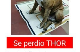 Thor, mascota perdida