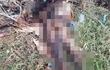 Hallan el cadáver de una mujer sin cabeza en Valenzuela