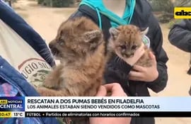 Rescatan a dos pumas en bebés en Filadelfia