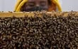 Una fórmula que protege el cerebro de las abejas y otros polinizadores frente a la exposición a insecticidas fue patentada por investigadores de la Universidad del Rosario, anunció la institución colombiana este martes.