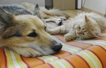 Los problemas respiratorios en nuestras mascotas son un motivo frecuente de consulta en las clínicas veterinarias.