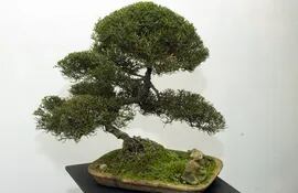 maria-celeste-romero-viverista-cuenta-que-el-bonsai-tuvo-sus-origenes-en-la-antigua-china-a-principios-del-siglo-vii-en-hogares-de-la-nobleza-china-201149000000-1435558.jpg