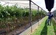 don-salvador-torres-conocido-productor-de-hortalizas-bajo-invernaderos-muestra-la-produccion-de-tomate-que-permitira-como-minimo-unos-ocho-meses-de-203240000000-1551438.jpg
