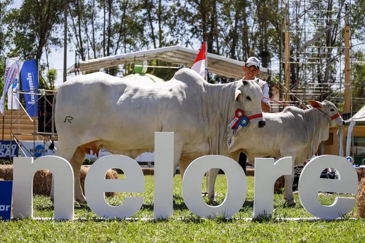 Ejemplar ganador de la raza Nelore junto a su cría, durante la 75 Exposición Nacional de Ganadería, hoy, en Mariano Roque Alonso (Paraguay).