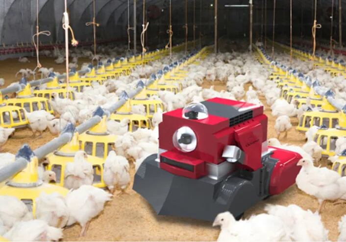 La inteligencia artificial en avicultura es algo que ya se está adoptando en varios países.